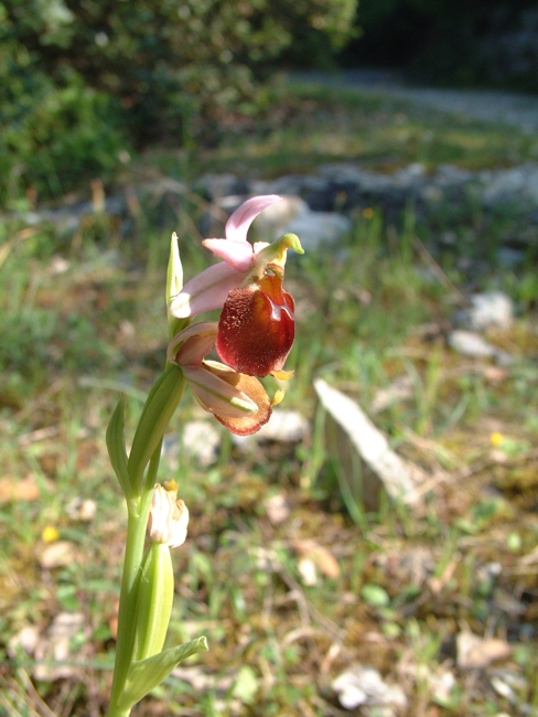 Ophrys crabronifera